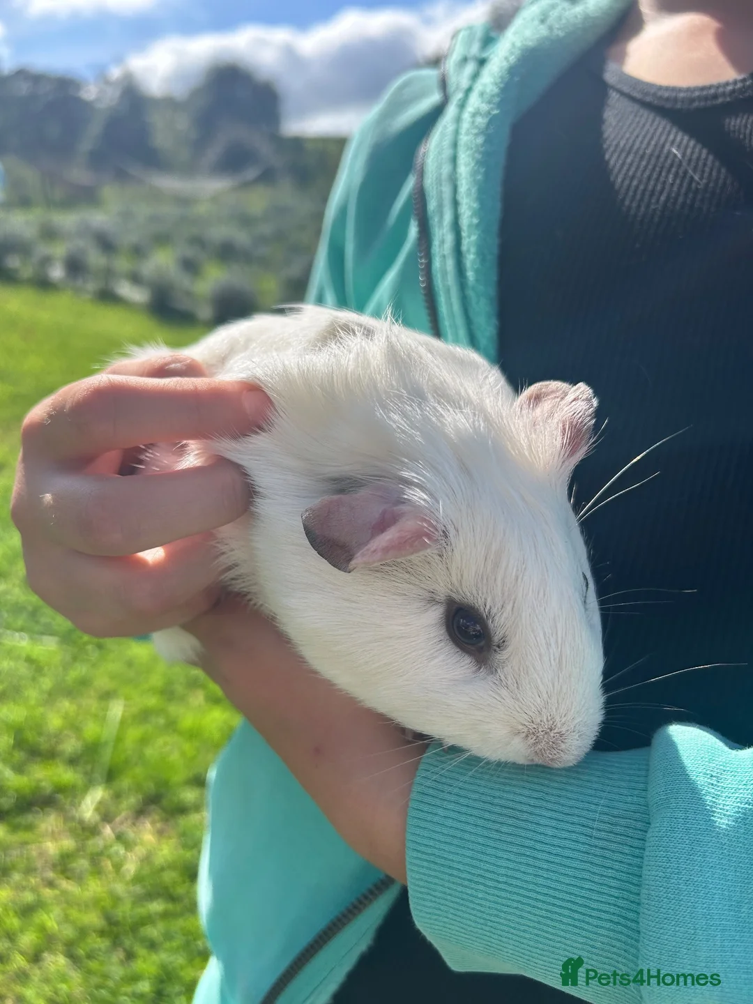 Guinea Pig rodents for sale: Guinea Pigs for sale  - Advert 2
