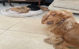 Cocker Spaniel dogs for sale: KC Show Cocker Spaniel Puppies - Due Sept  - Image 2