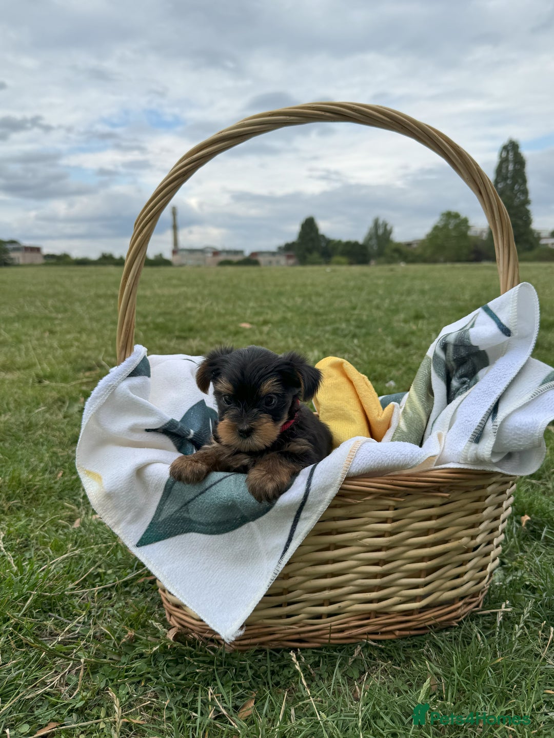 Yorkshire Terrier dogs for sale: Mini Yorkshire Terrier Puppies looking for Home - Image 16