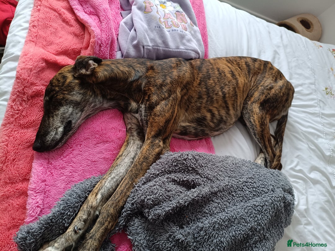 Greyhound dogs for sale: Beautiful Greyhound ready for new chapter - Advert 7