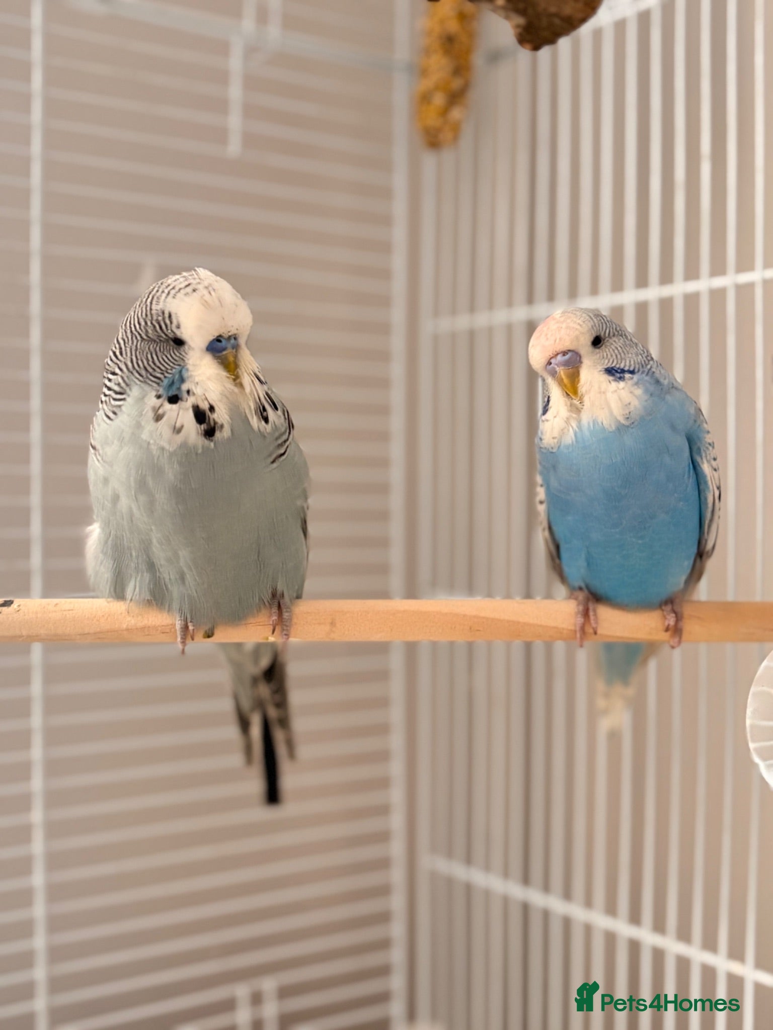Budgerigars birds 2 male budgies  - Advert 2