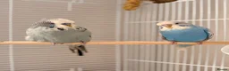 Budgerigars birds for sale: 2 male budgies  in Torquay - Advert 1