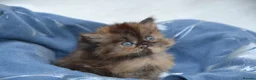 Persian cats for sale: Adorable Persian Kittens! in Edinburgh - Advert 5