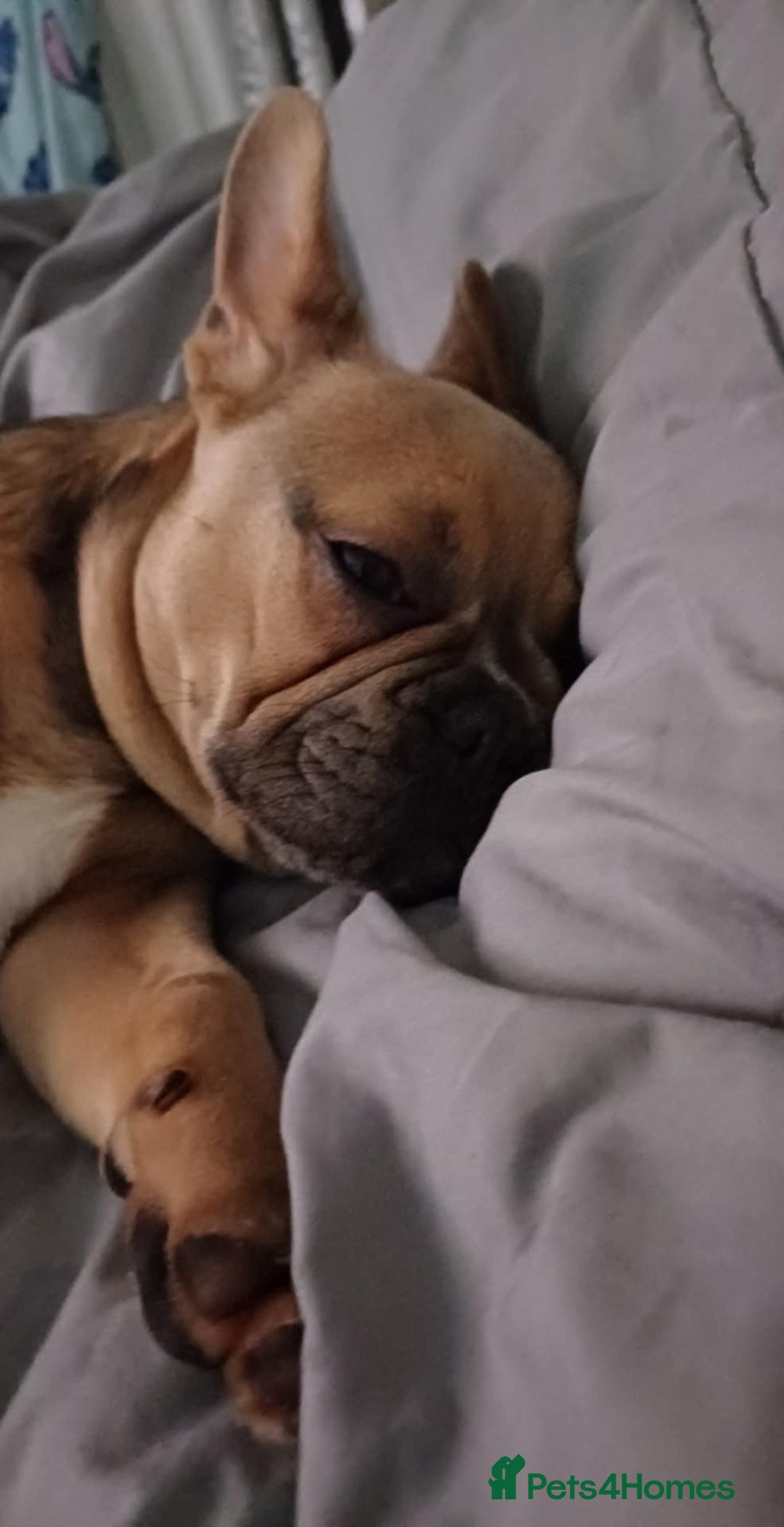 French Bulldog dogs for sale: Dingo - Advert 1