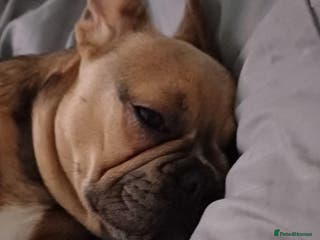 French Bulldog dogs Dingo - Advert 2