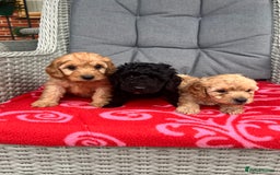 Cockapoo dogs for sale: Cockapoo - Image 1