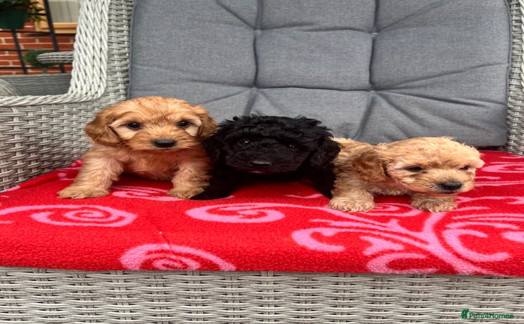Cockapoo dogs - Advert 14