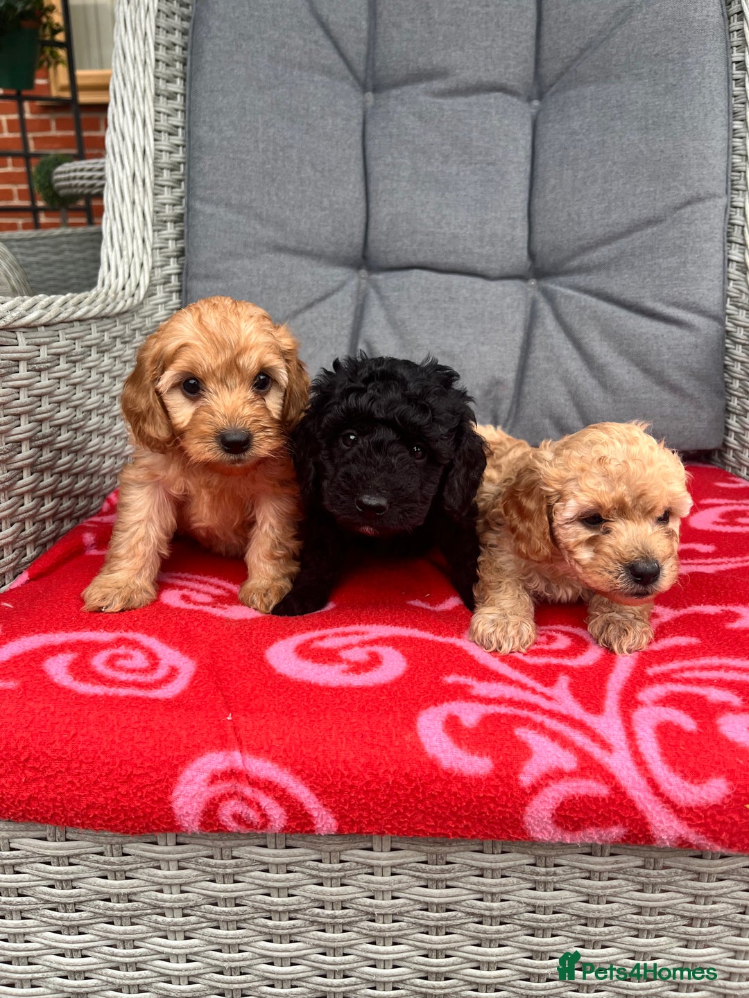 Cockapoo dogs for sale: Cockapoo - Image 1
