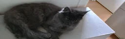 Maine Coon cats for sale: Maine coon kittens - Advert 7
