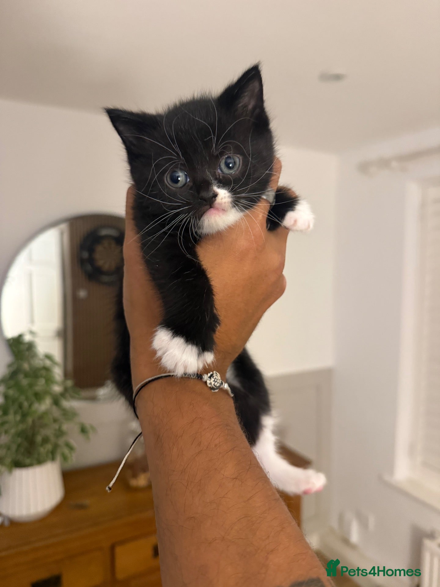 British Shorthair cats British shorthair crossbreed  - Advert 1