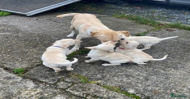 Labrador Retriever dogs - Advert 5