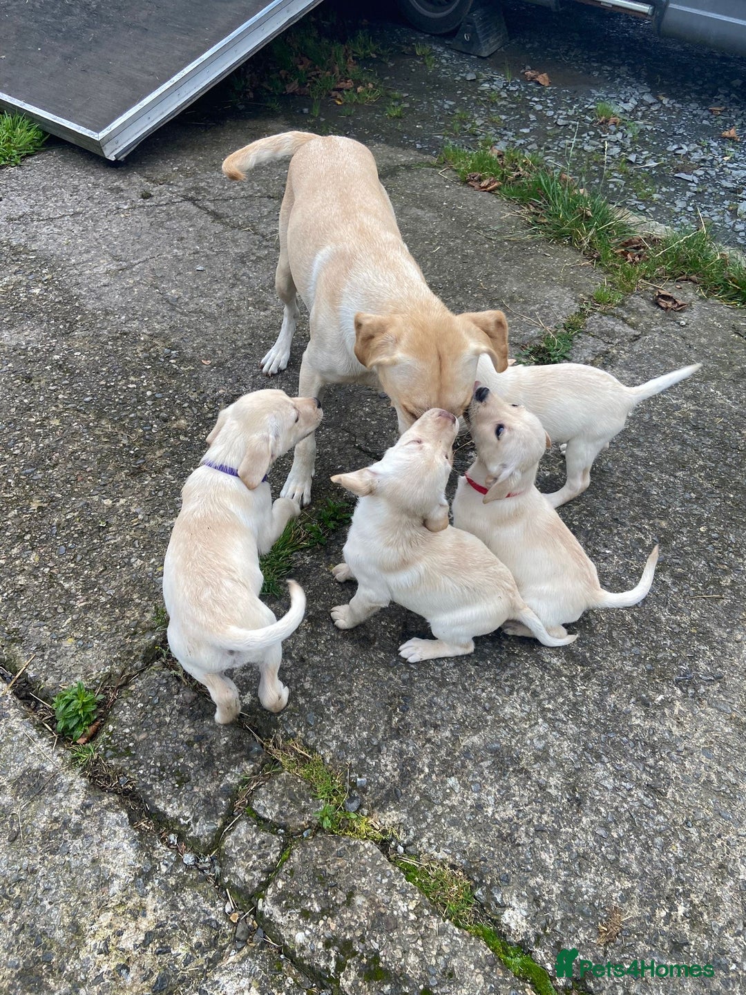 Labrador Retriever dogs for sale: KC Registered Yellow/Golden Labrador Puppies - Image 3
