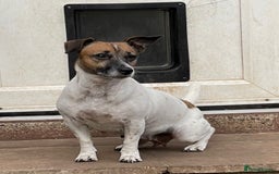 Jack Russell dogs for sale: 3 Jack Russell Puppies  - Image 9