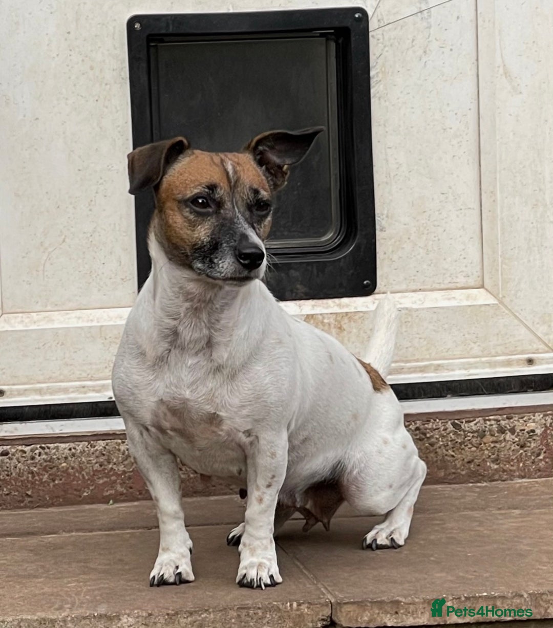 Jack Russell dogs for sale: 3 Jack Russell Puppies  - Image 9