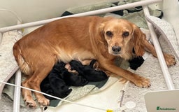 Cocker Spaniel dogs for sale: Beautiful Working Cocker Spaniel Puppies - Image 8