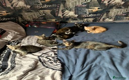 Domestic Shorthair cats for sale: Kittens  - Image 2