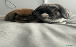 Mini Lop rabbits for sale: 2 female 1 male to be rehomed  - Image 7