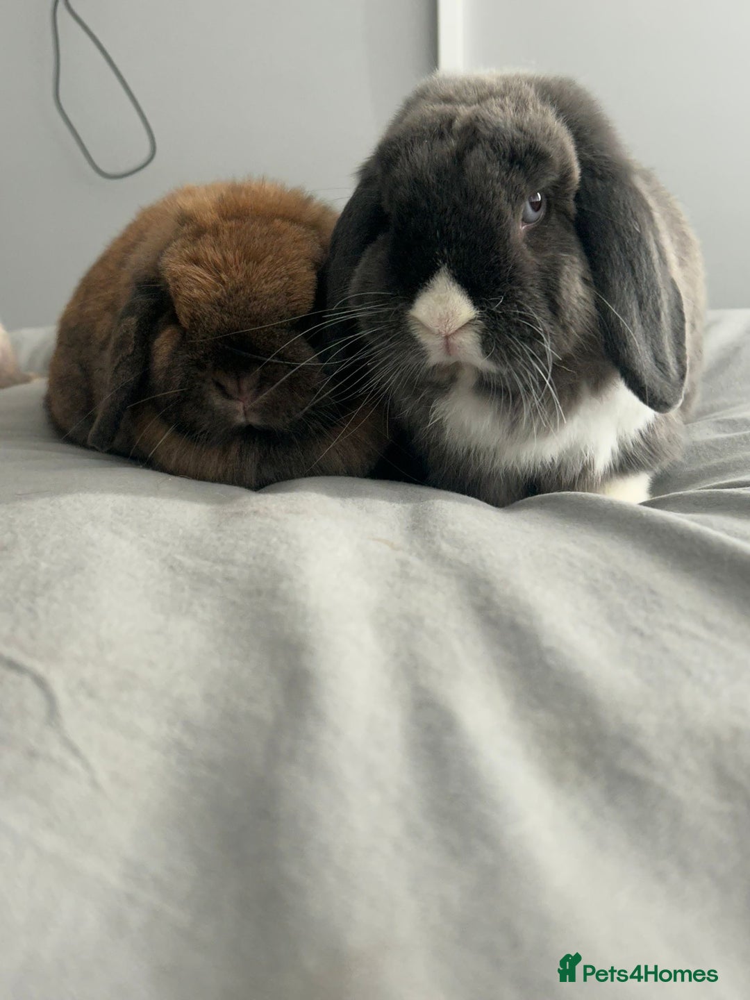 Mini Lop rabbits for sale: 2 female 1 male to be rehomed  - Image 7