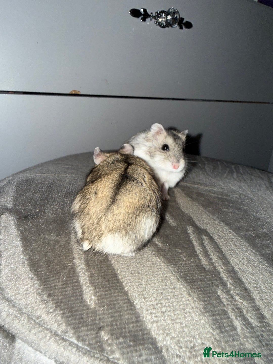 Hamster rodents for sale: 🐹Sweet baby hamsters-two girls left!🐾🩷 - Advert 1