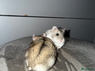 Hamster rodents 🐹Sweet baby hamsters-two girls left!🐾🩷 - Advert 1