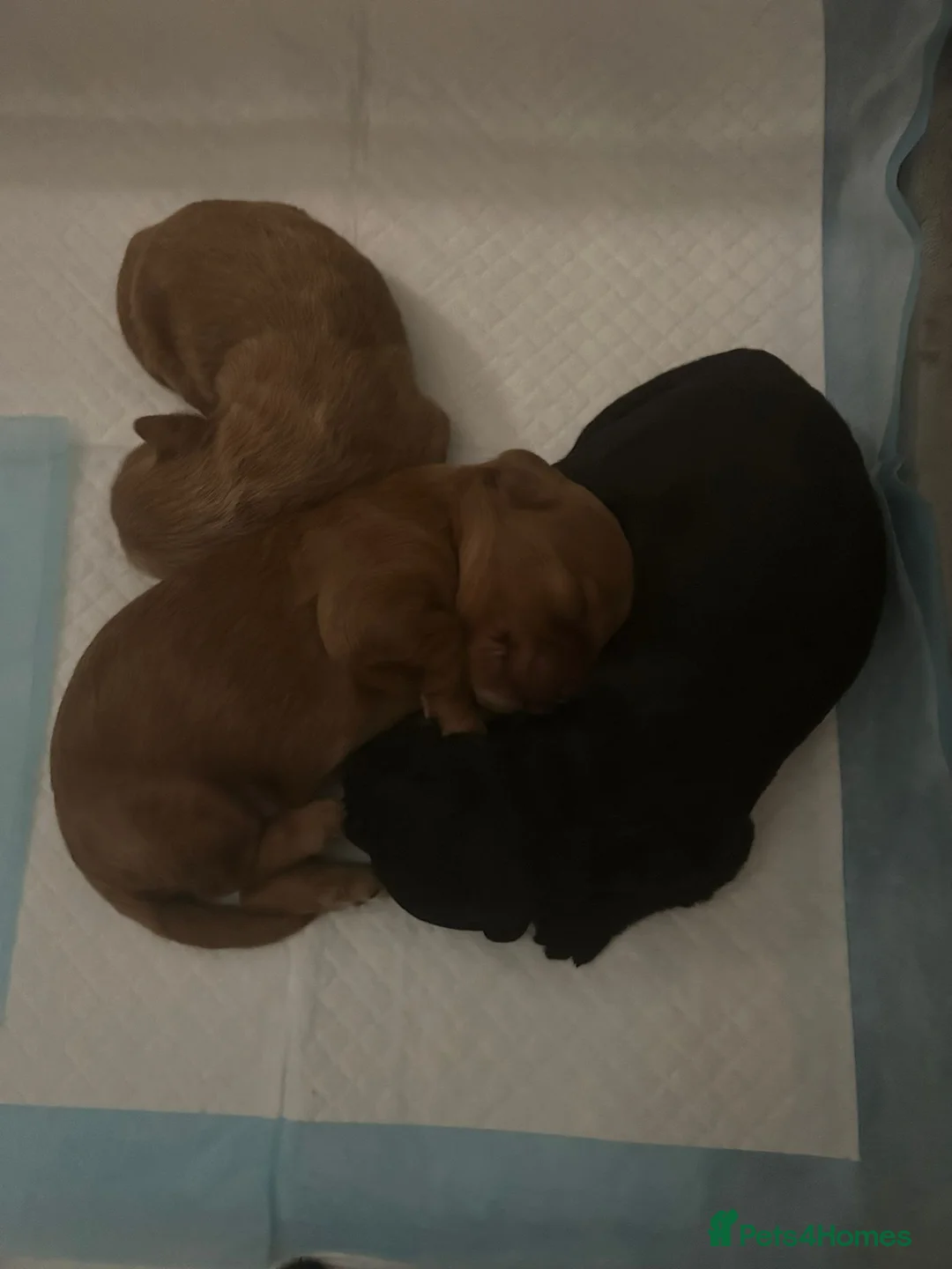 Mixed Breed dogs for sale: 4 cavapoo x maltipoo pups - Advert 1