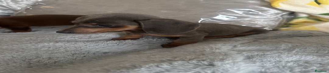 Dachshund Puppy 4