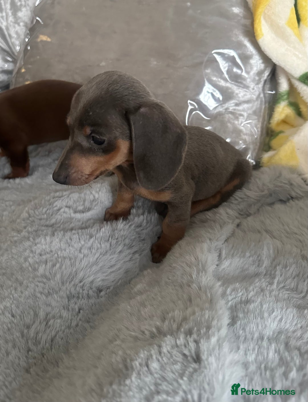 Dachshund dogs for sale: Outstanding dachshund puppies - Image 10