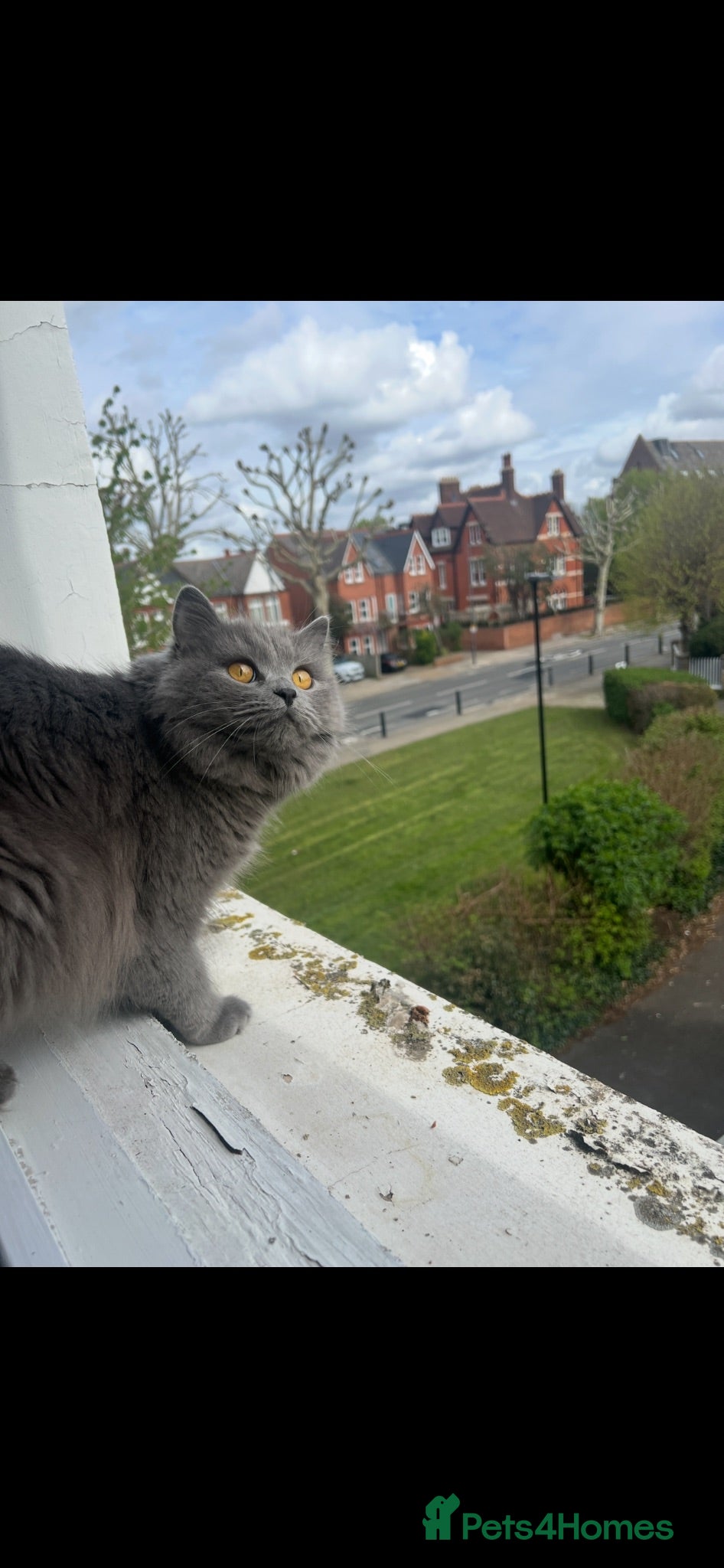 British Longhair cats British longhair - Advert 7