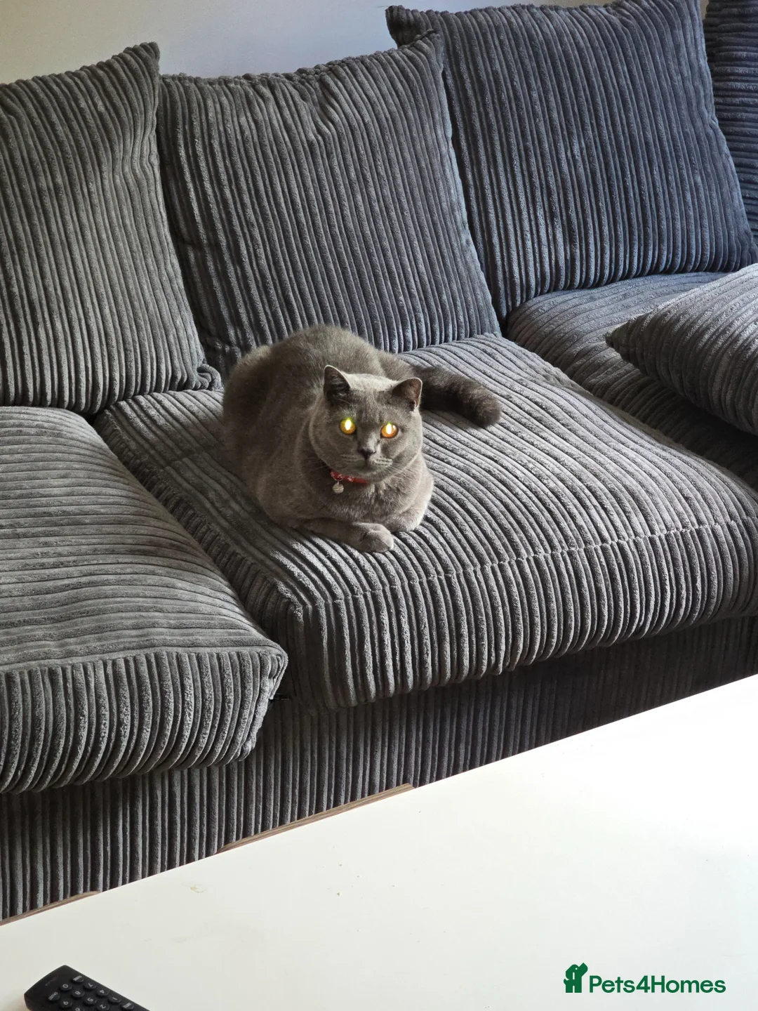 British Shorthair cats for sale: 14 months lovely british shorthair  in Manchester - Advert 2