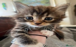 Mixed Breed cats for sale: Pretty Part Maine Coon kittens  - Image 2