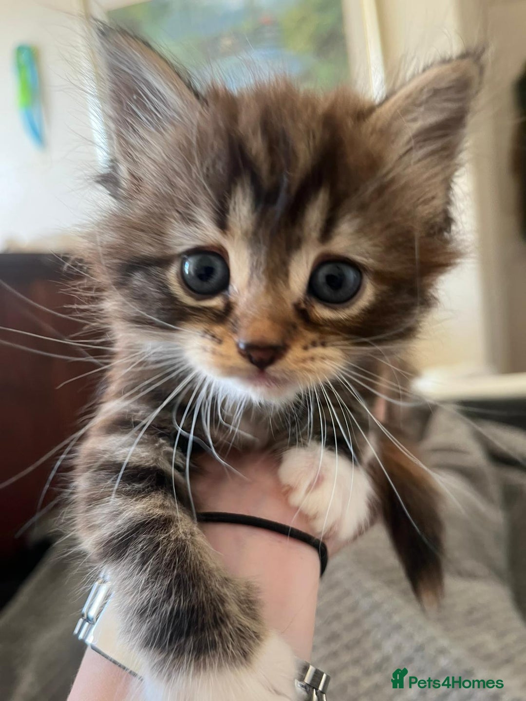 Mixed Breed cats for sale: Pretty Part Maine Coon kittens  - Image 2