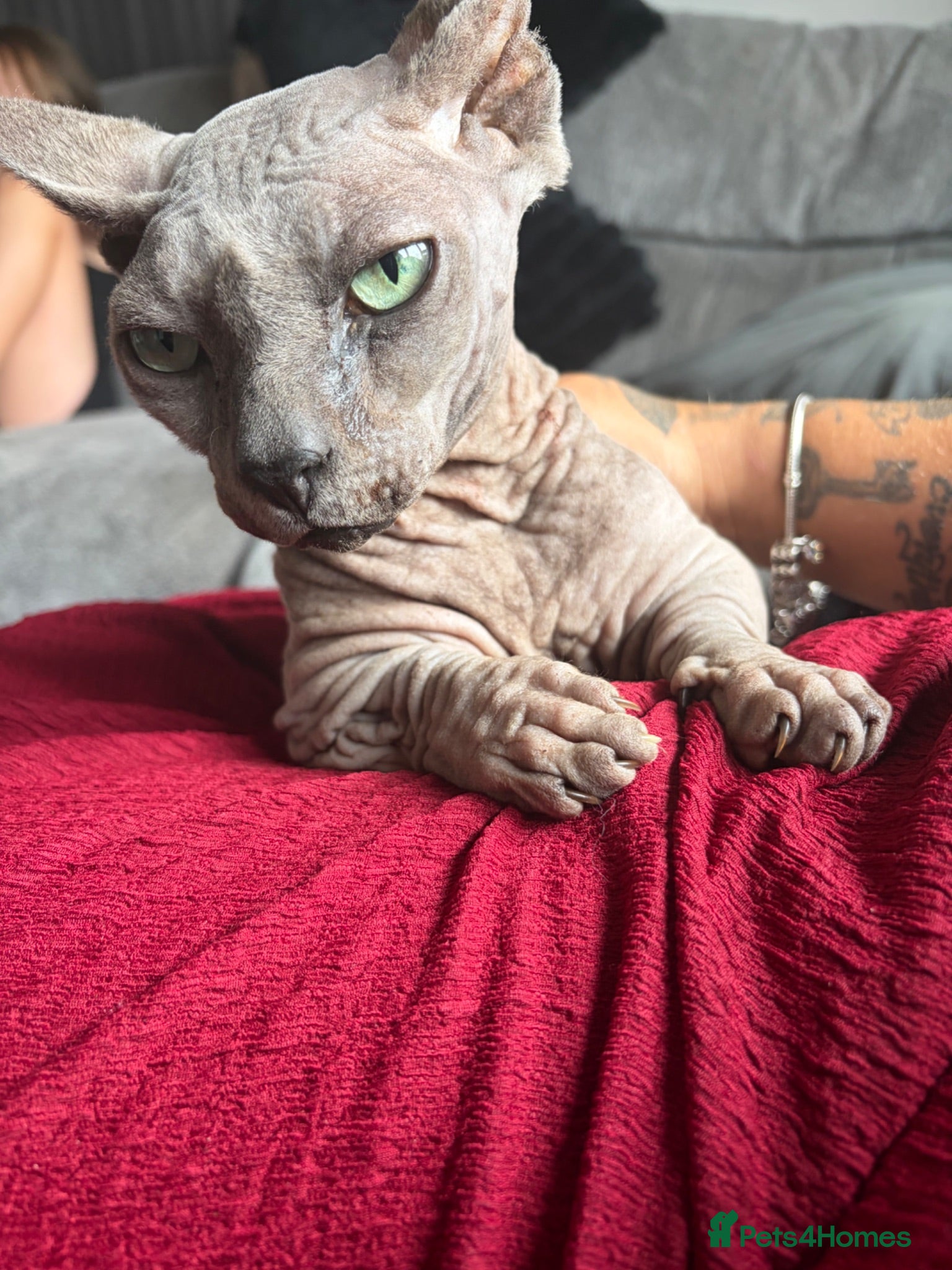 Sphynx cats Beautiful bambino boy  - Advert 4