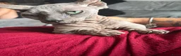 Sphynx cats for sale: Beautiful bambino boy  - Advert 1