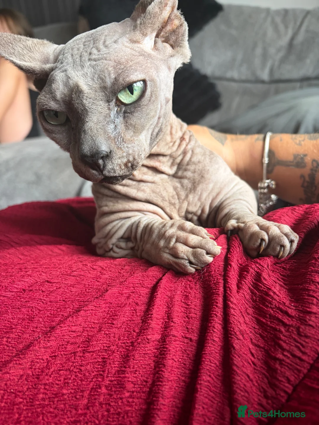 Sphynx cats for sale: Beautiful bambino boy  - Advert 1