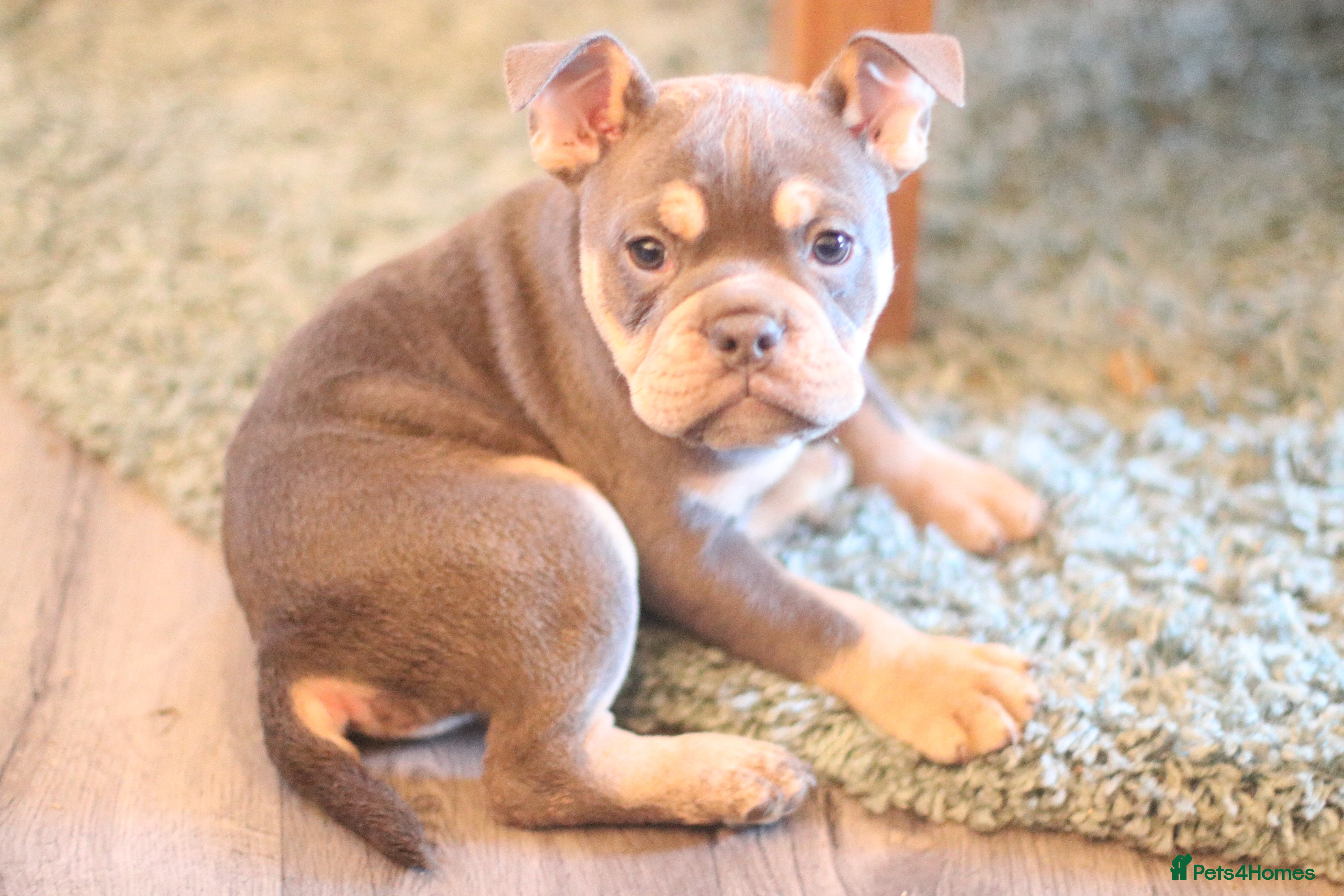 Dorset Olde Tyme Bulldogge dogs Victorian bulldogs - Advert 2