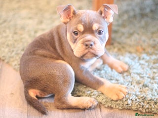 Dorset Olde Tyme Bulldogge dogs Victorian bulldogs - Advert 1