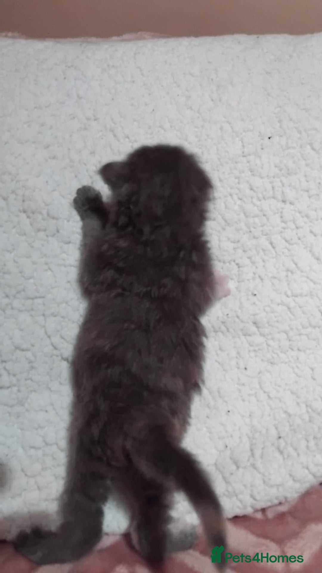 Maine Coon cats for sale: Maine Coons Kittens For Sale  - Advert 10