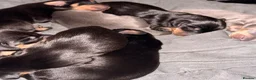 Dachshund dogs for sale: Dachshunds for sale  - Advert 3