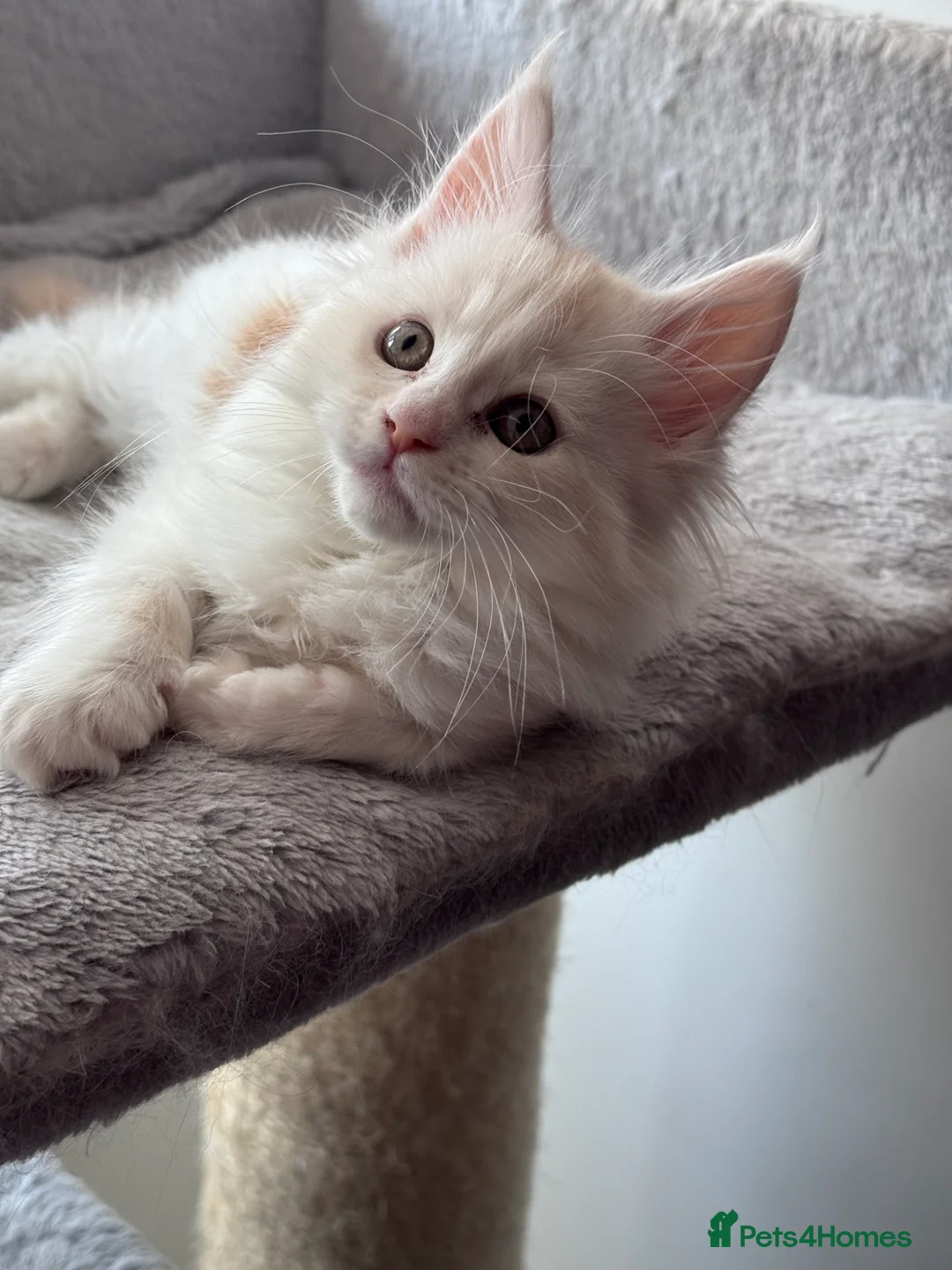 Maine Coon cats for sale: Maine Coon Kittens From the Grand Champion Line - Advert 3