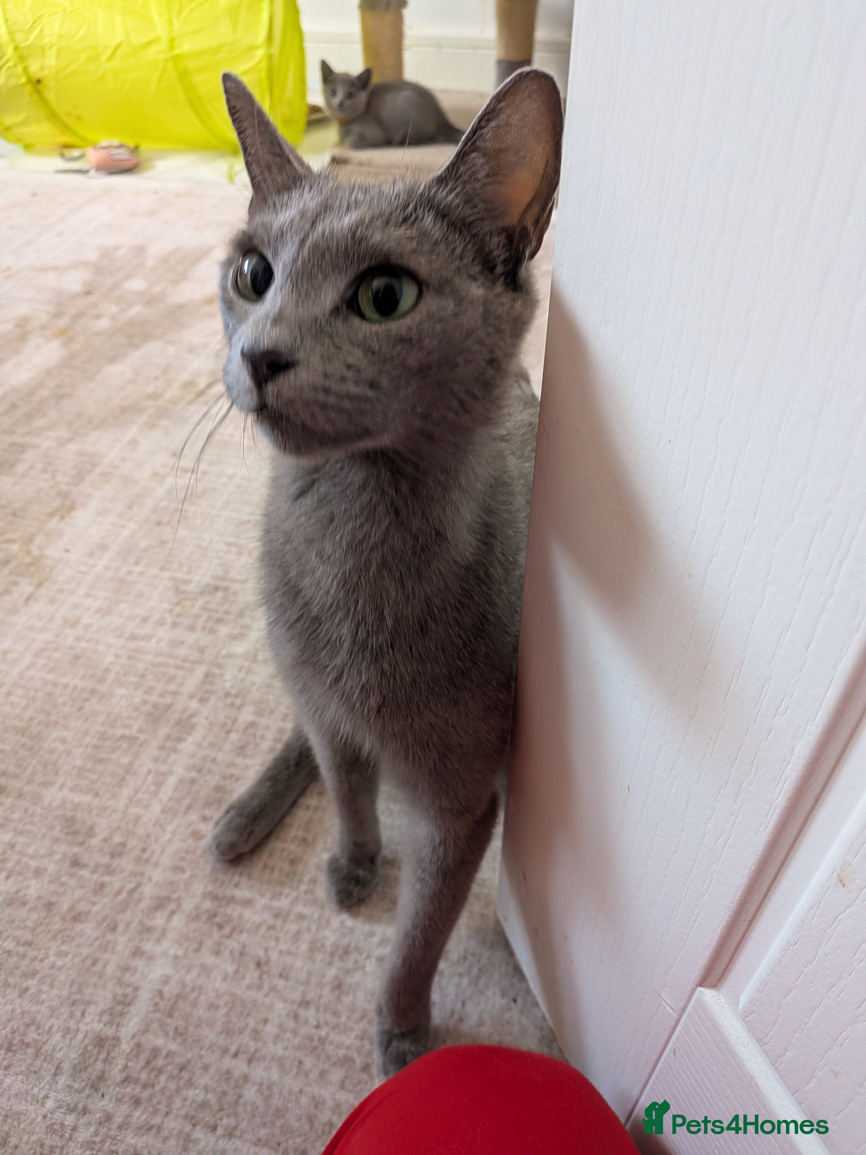 Russian Blue cats Beautiful russian blue kittens 4 girls ready now  - Advert 2