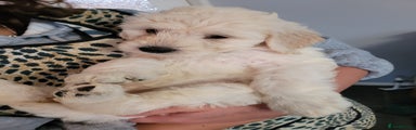 Goldendoodle Puppy 1