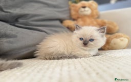 Ragdoll cats for sale: Stunning Bluepoint Ragdoll Kittens for sale - Image 30