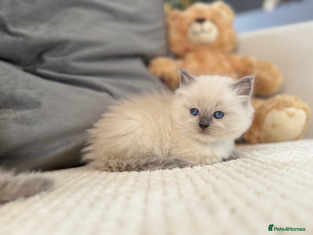 Ragdoll cats for sale: Stunning Bluepoint Ragdoll Kittens for sale - Image 30
