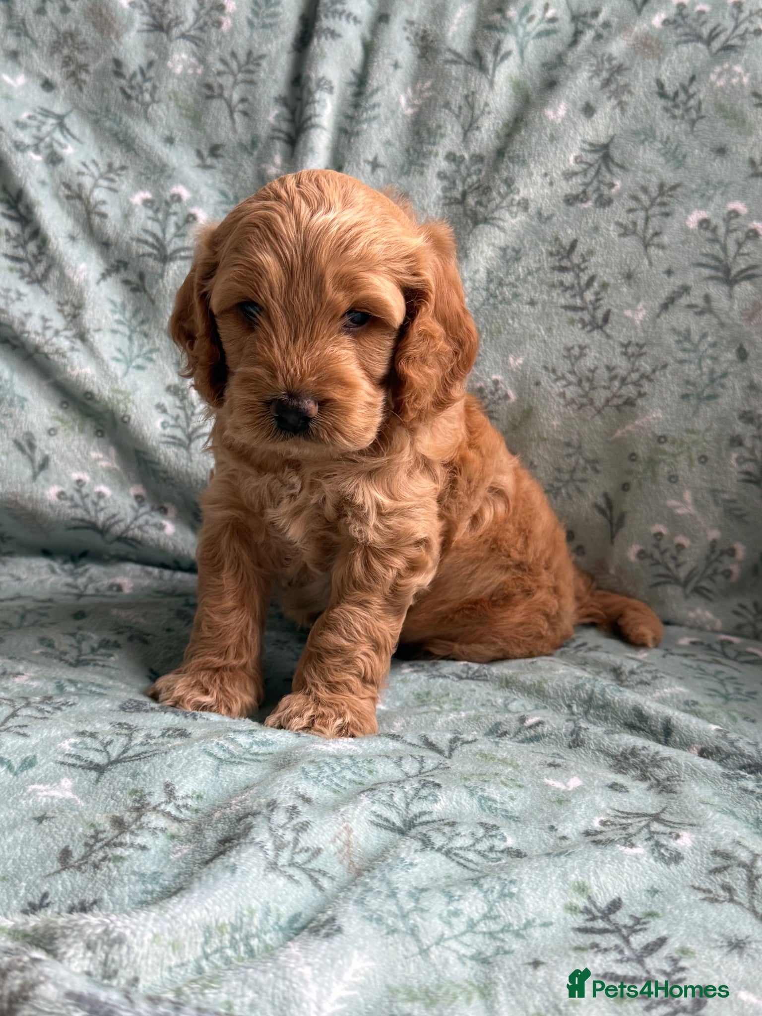 Cockapoo dogs F2 cockapoos - Advert 14