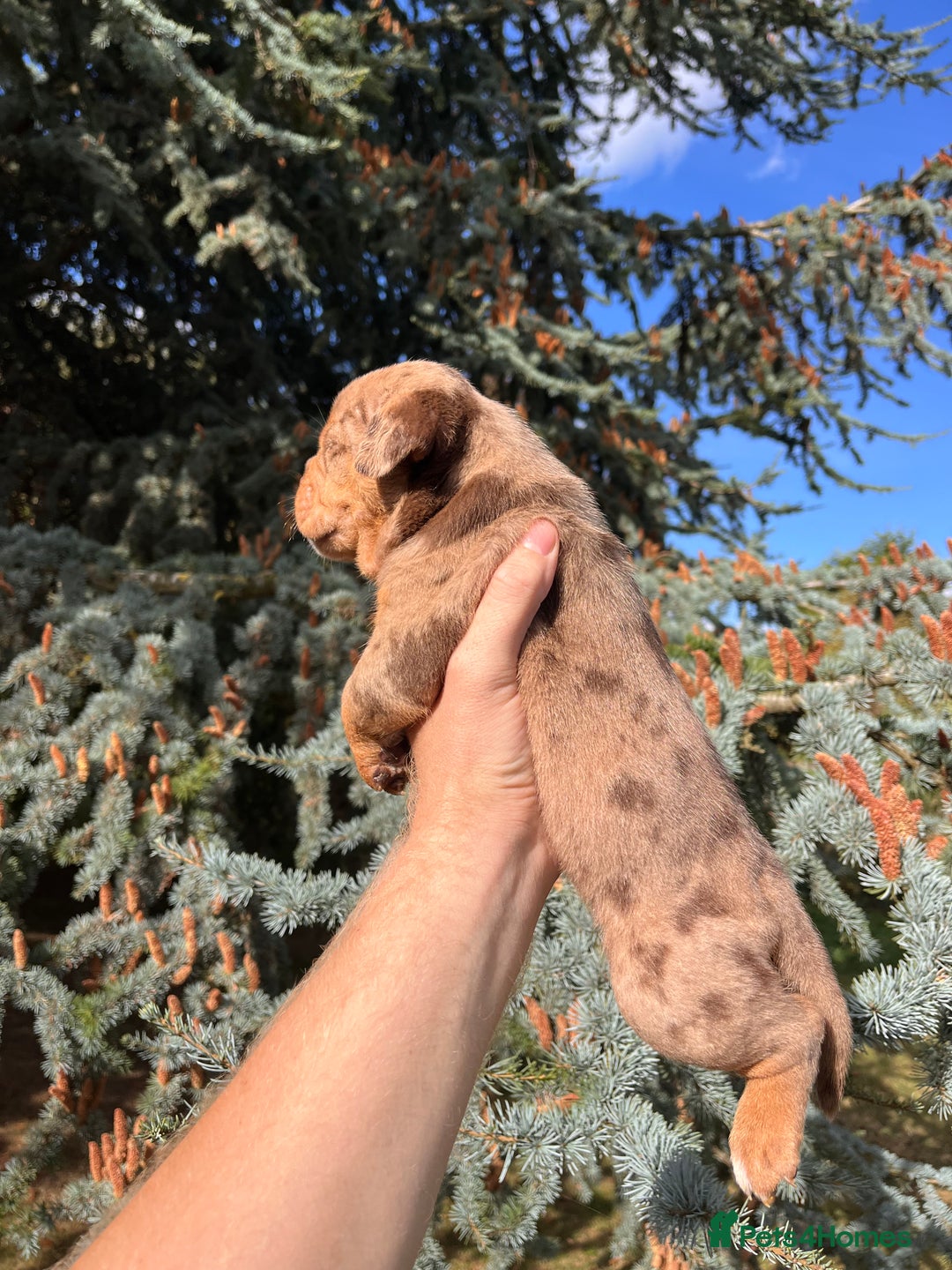 Olde English Bulldogge dogs for sale: RAINBOW OLD ENGLISH LITTER !!! - Image 4