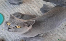 British Longhair cats for sale: Beautiful British long hair ready for new home - Advert 4