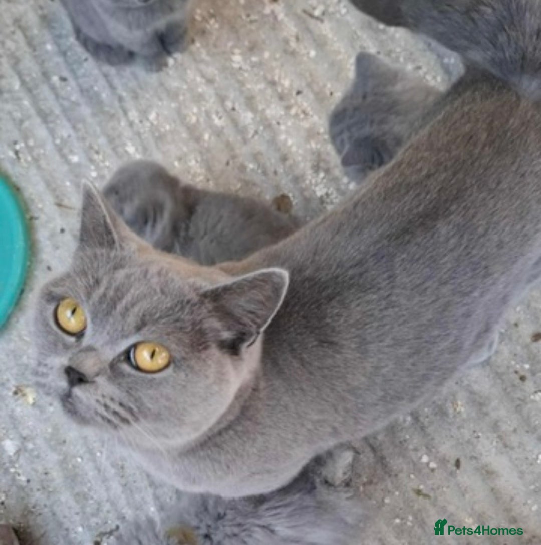 British Longhair cats for sale: Beautiful British long hair ready for new home - Advert 4