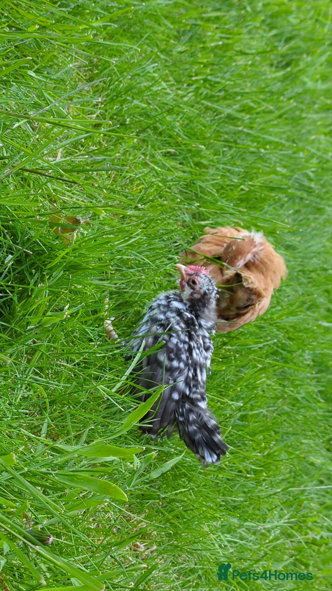 Chickens poultry for sale: Two Serama Pair - Image 1