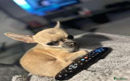 Chihuahua dogs for sale: Rocky - Image 3