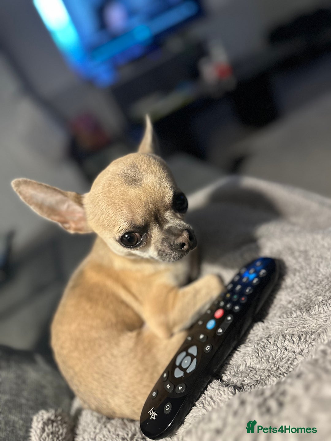 Chihuahua dogs for sale: Rocky - Image 3